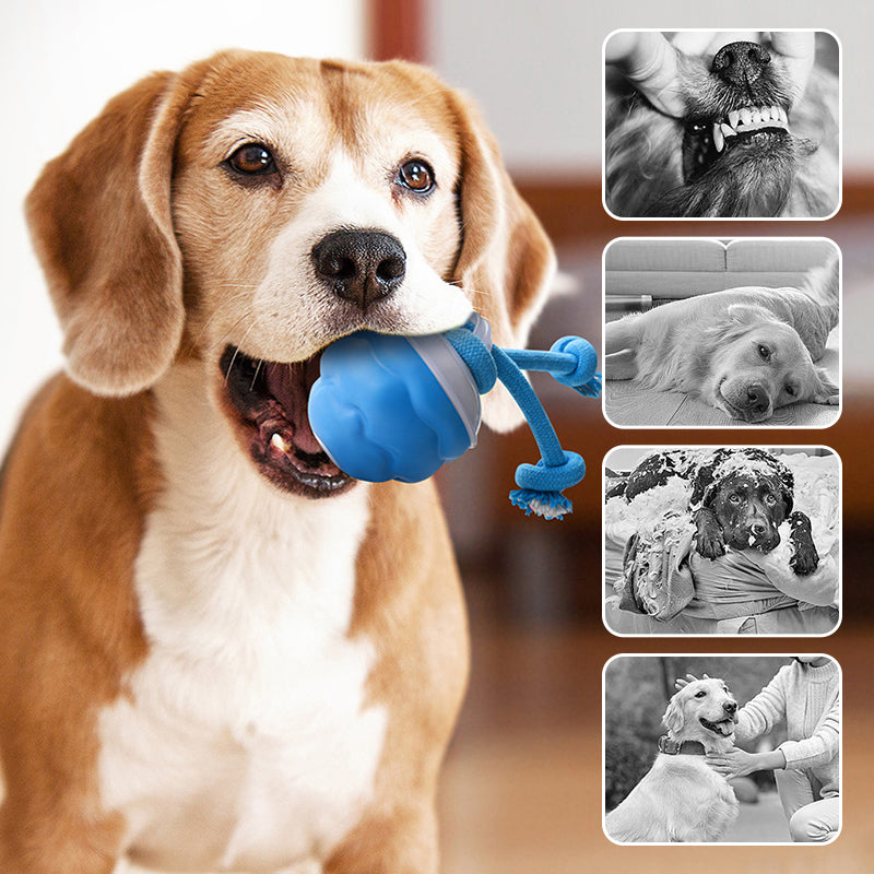 🐶Interaktív elektronikus kisállat-nyugtató játéklabda
